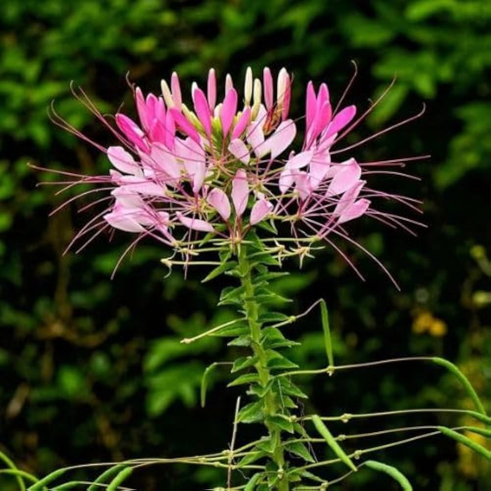 Queen Cleome Seeds for Planting Cleome hassleriana for flower beds and gardens