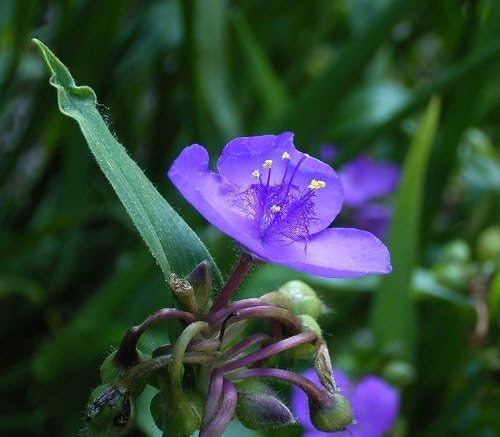 Ohio Spiderwort Flower Seeds for Unique Spiderwort Blooms