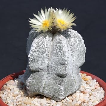 Astrophytum Myriosrigma Flower seeds for Planting - Fragrant Blossoms, Heirloom & GMO Free Seeds for Home Garden
Sale for planting in home garden.