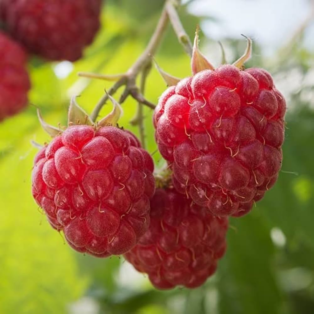 Raspberry Plant Seeds Rubus idaeus for Planting in Home Garden