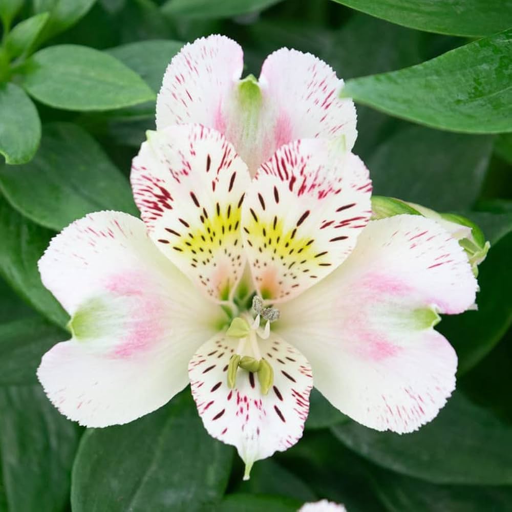 Alstroemeria Peruvian Lily Alstroemeria spp. Seeds for Planting in Flower Bed