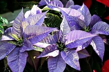 Sky Blue Hibiscus Flower Seeds for Planting Pollinator Friendly Heirloom & GMO Free Seeds for Home Garden
Sale for planting in home garden