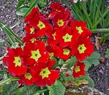 Primula Malacoides Red Flower seeds blooming in flower beds, containers, borders, and pollinator-friendly gardens