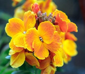 Orange Wallflower Flower seeds blooming in flower beds, containers, borders, and pollinator-friendly gardens