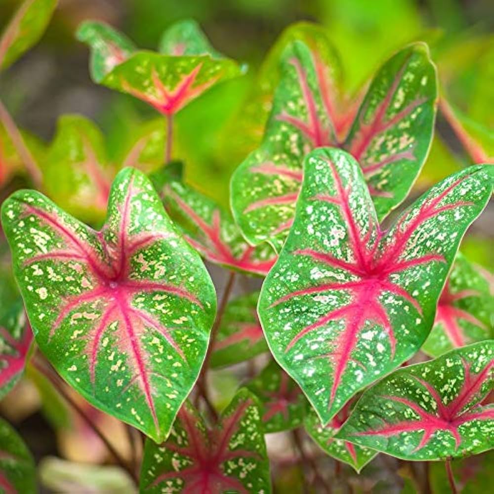 Caladium Bicolor Green Mix Seeds for Planting - Evergrowseeds