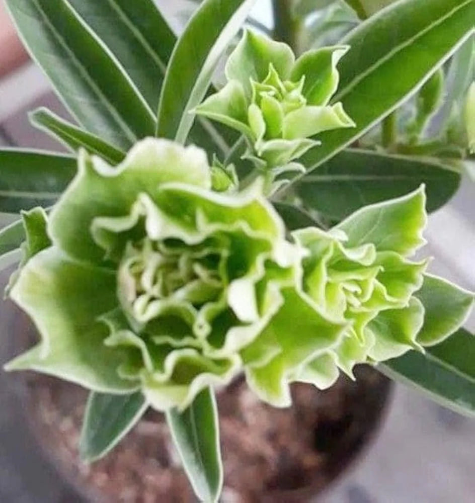 Light Green Adenium Obesum Seeds Flower seeds for Planting Long Bloom Season Heirloom & GMO Free Seeds for Home Garden