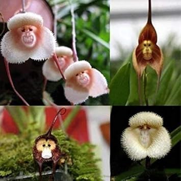 Mixed Monkey Orchid Flower seeds blooming in flower beds, containers, borders, and pollinator-friendly gardens