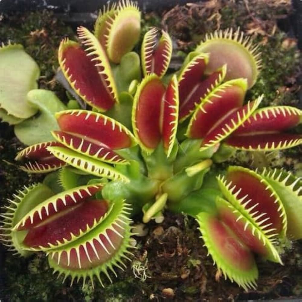 Venus Fly Trap Flower seeds for Planting - Cut Flower Favorite, Heirloom & GMO Free Seeds for Home Garden