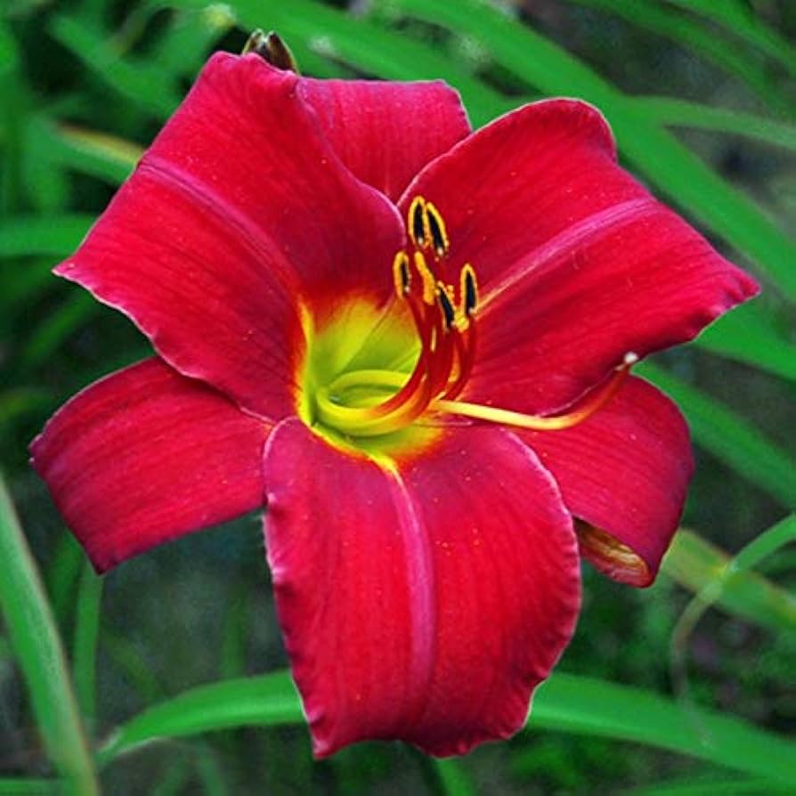 Daylily Keep the Faith Reblooming Seeds