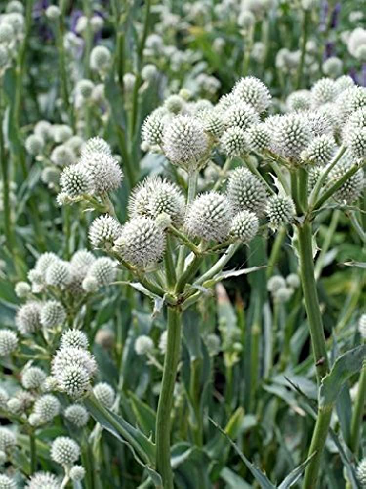 White Rattlesnake Master Flower seeds for Planting - Colorful Display, Heirloom & GMO Free Seeds for Home Garden