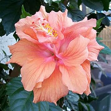 Hibiscus Peach Flower seeds blooming in flower beds, containers, borders, and pollinator-friendly gardens