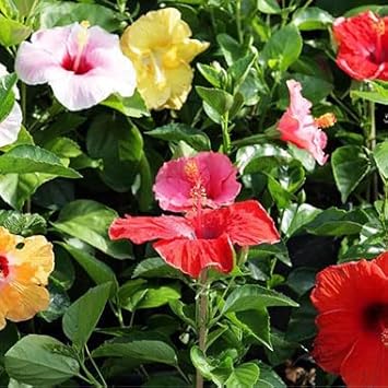Red Ranunculus Asiaticus Flower Seeds Pollinator Friendly Heirloom & GMO Free Seeds for Home Garden
Sale for planting in home garden