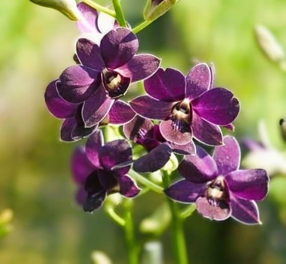 Dark Blue Dendrobium Flower seeds for Planting - Pollinator Friendly, Heirloom & GMO Free Seeds for Home Garden