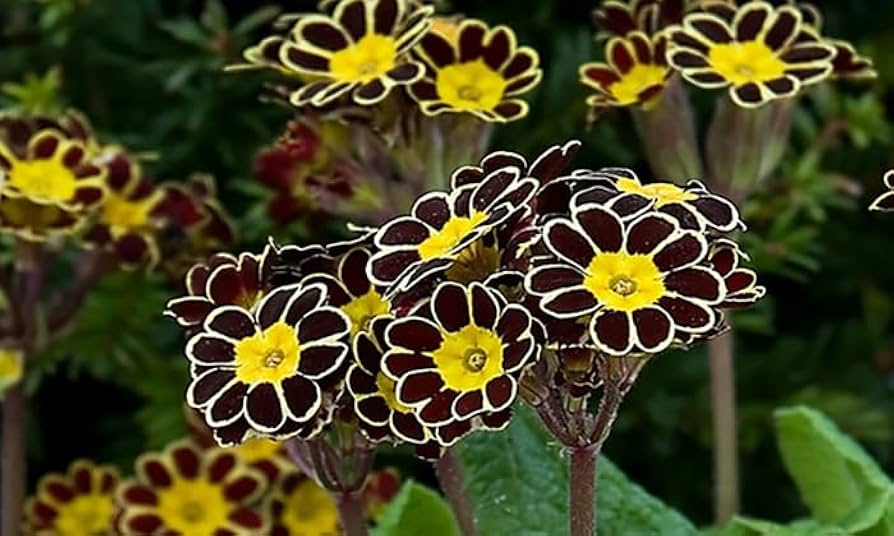 Begonia Flower Seeds Begonia tuberhybrida for Planting in Flower Bed & Urban Garden