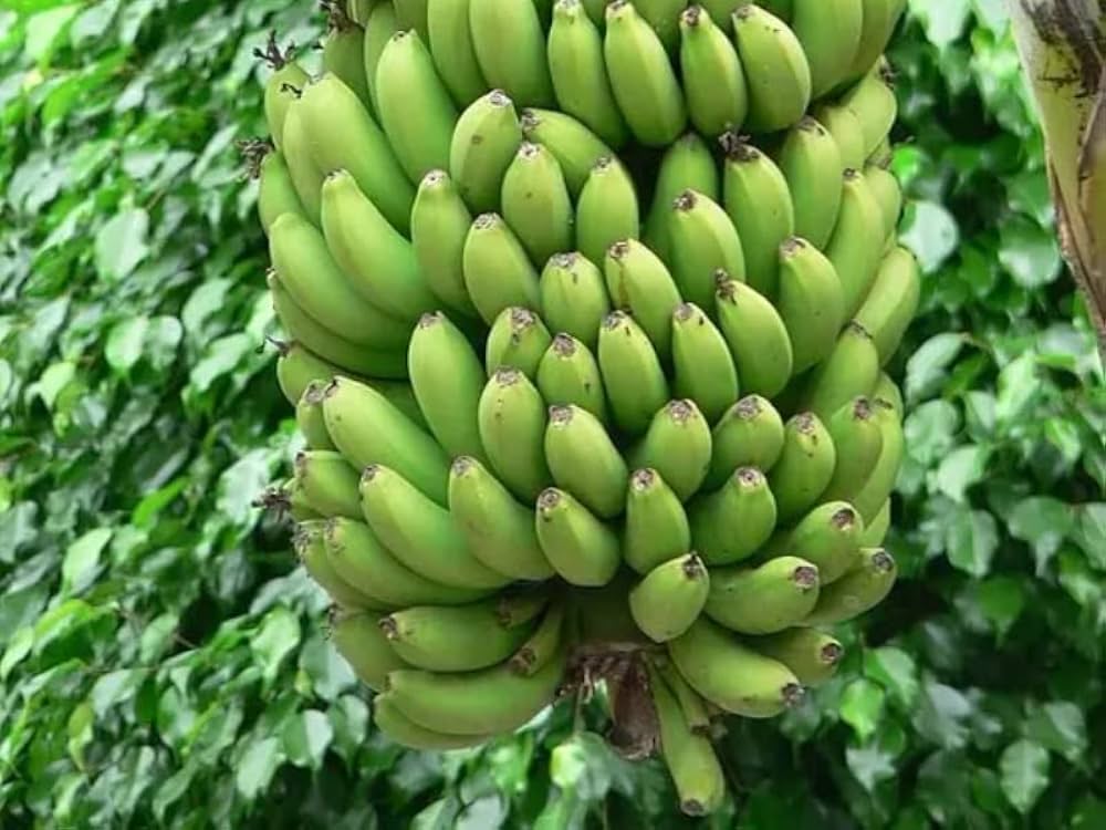 Darjeeling Banana Seeds for Planting Musa acuminata for tropical gardens and edible landscapes