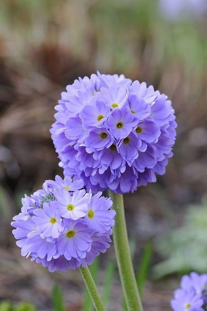 Primula Primula spp Seeds for Planting in Flower Bed and Garden Border