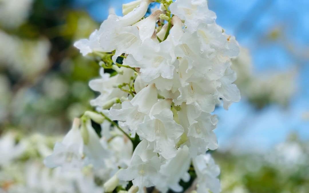 White Jacaranda Flower seeds for Planting Premium Quality Heirloom & GMO Free Seeds For Home Garden
Sale for planting in home garden