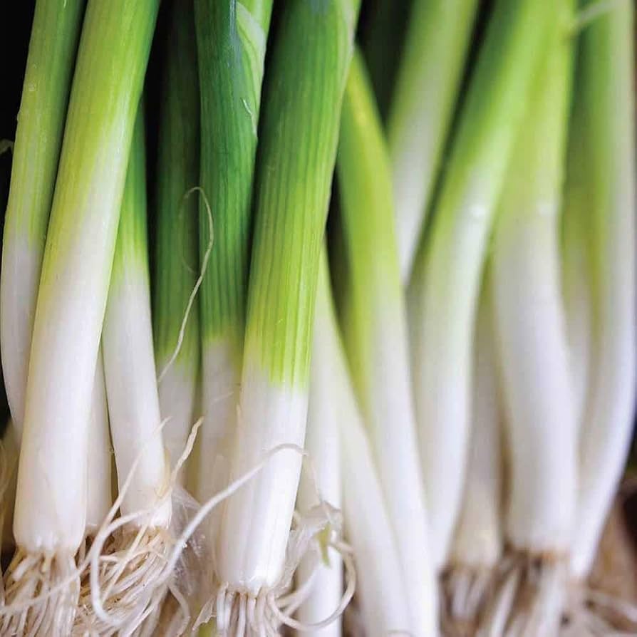 Bundles Onion Ishikura Allium fistulosum Seeds for Planting in Vegetable Patch