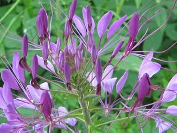 Purple Cleome Hasslerana Flower seeds blooming in flower beds, containers, borders, and pollinator-friendly gardens