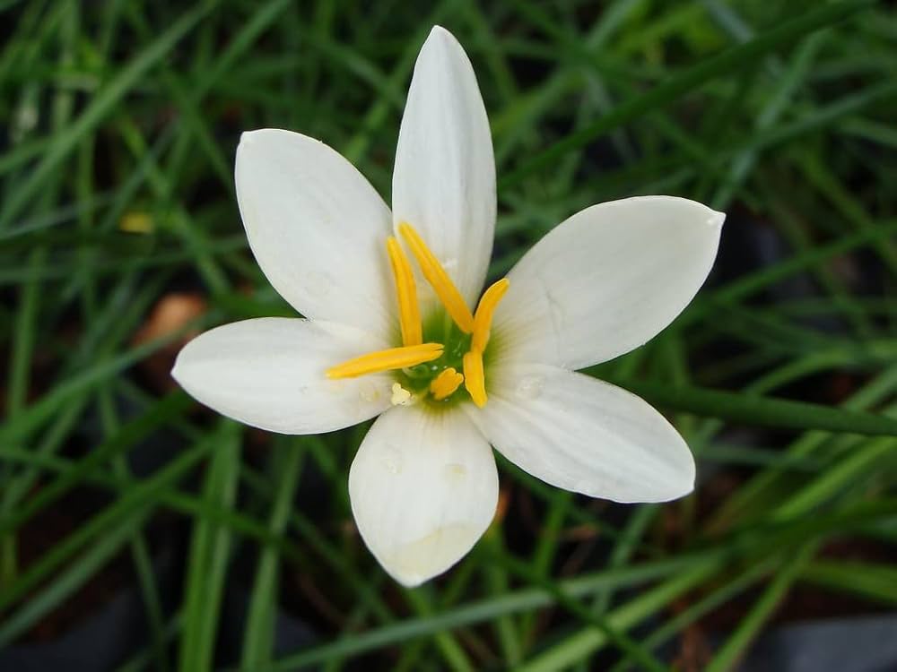 Lily Lilium spp. Seeds for Planting - Perfect for Flower Bed & Urban Garden