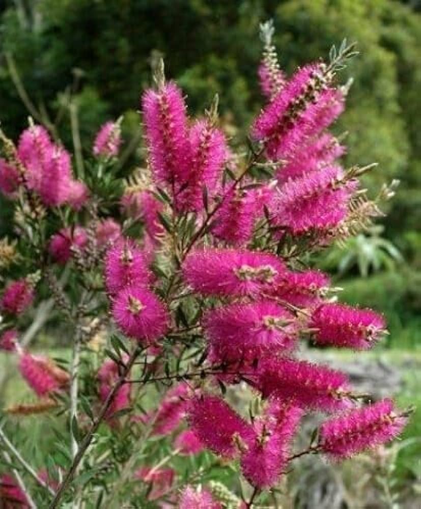 Pink Callistemon Violaceus Flower seeds for Planting - Garden Favorite, Heirloom & GMO Free Seeds for Home Garden