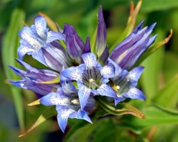 Blue White Gentian Flower seeds for Planting - Sun Loving, Heirloom & GMO Free Seeds for Home Garden
Sale for planting in home garden.