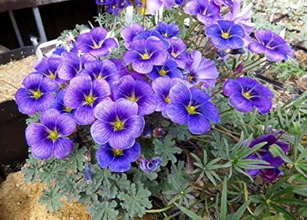 Oxalis Laciniata Flower seeds for Planting - Premium Quality, Heirloom & GMO Free Seeds for Home Garden