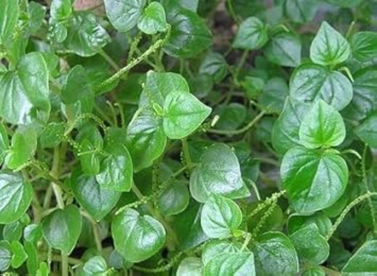 Peperomia Pellucida Flower seeds blooming in flower beds, containers, borders, and pollinator-friendly gardens