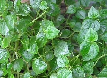 Heirloom Peperomia Pellucida Flower seeds blooming in flower beds, containers, borders, and pollinator-friendly gardens