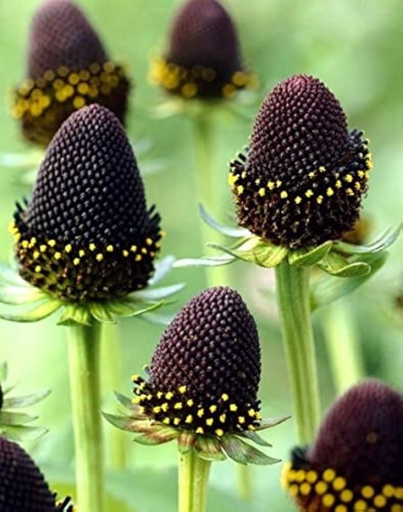 Green Wizard Rudbeckia hirta Seeds for Planting - Great for Flower Bed & Home Garden