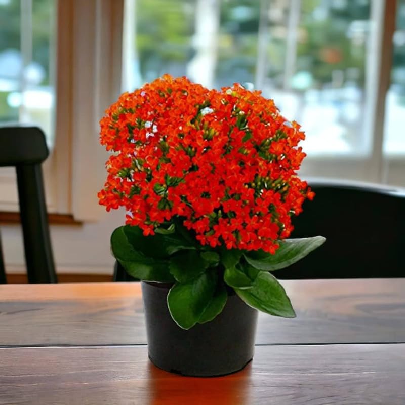 Red Kalanchoe Humilis Flower seeds for Planting - Low Maintenance, Heirloom & GMO Free Seeds for Home Garden