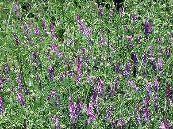 Purple Vetch Flower seeds for Planting - Perfect for Borders, Heirloom & GMO Free Seeds for Home Garden
Sale seeds for home garden