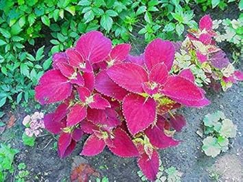 Velvet Coleus Jazz Flower seeds for Planting - Pollinator Friendly, Heirloom & GMO Free Seeds for Home Garden
Sale seeds for home garden