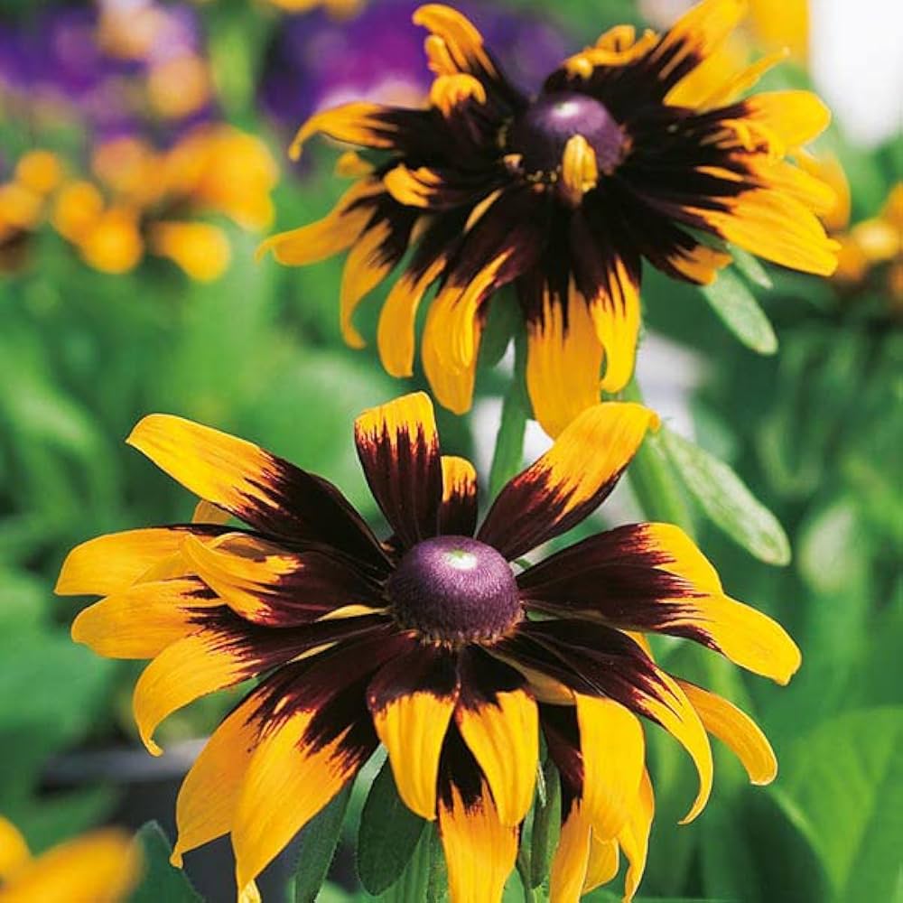 Rudbeckia Flower Rudbeckia spp. Seeds for Planting in Wildflower Garden