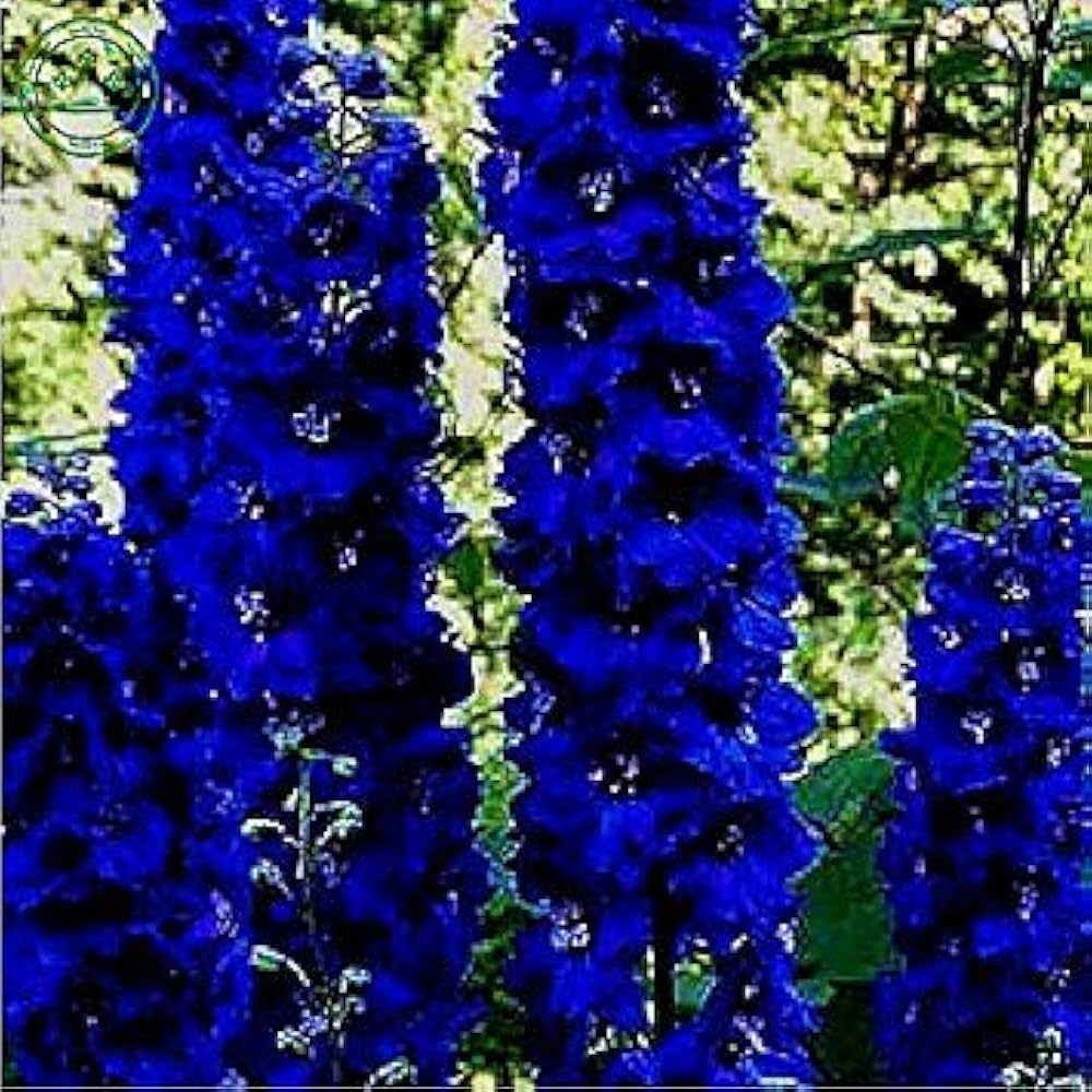 Delphinium Delphinium spp. Seeds for Planting - Ideal for Flower Bed & Urban Garden