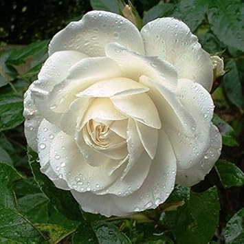 White Climbing Rose Seeds Flower seeds for Planting Easy to Grow Heirloom & GMO Free Seeds for Home Garden
Sale for planting in home garden