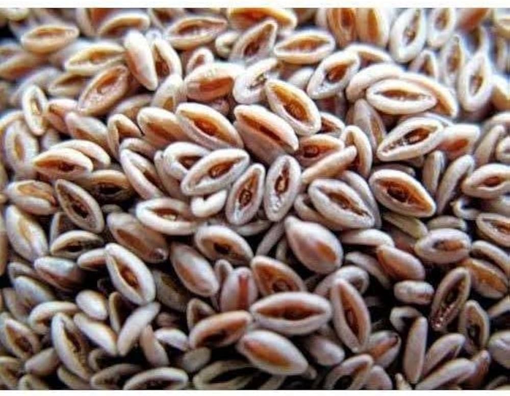 Indian Psyllium Seeds Plantago ovata for Planting in Herb Garden and Wellness Bed - Evergrowseeds