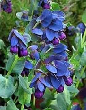 Blue Shrimp Flower seeds for Planting - Seasonal Bloomer, Heirloom & GMO Free Seeds for Home Garden
Sale seeds for planting in home garden