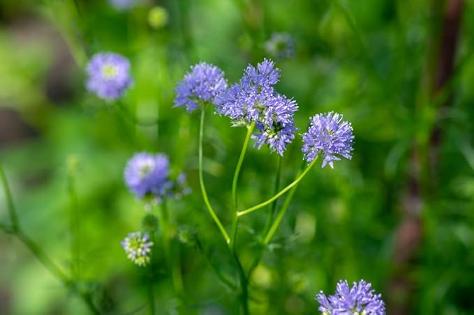 Globe Gilla Seeds for Stunning Globe-Shaped Flowers