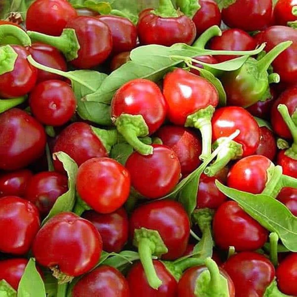 Hot Red Cherry Pepper Seeds for Spicy Vegetable Gardens