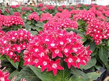 Pink Pentas Flower seeds blooming in flower beds, containers, borders, and pollinator-friendly gardens