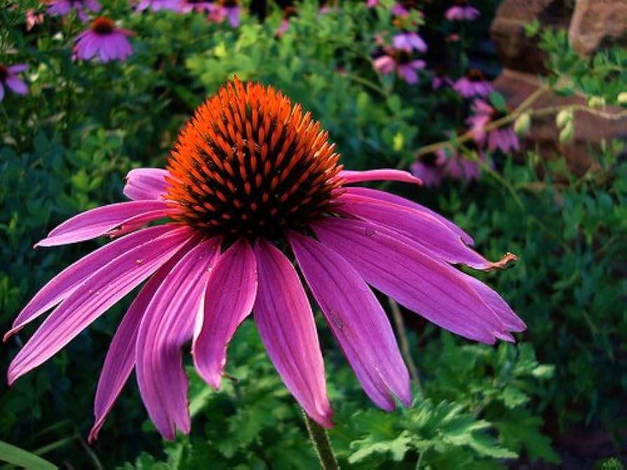Echinacea Echinacea purpurea Luster Mixed Flower Seeds for Planting in Flower Bed