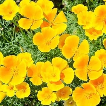 Cali Flower seeds for Planting - Wildflower Mix, Heirloom & GMO Free Seeds for Home Garden
Sale for planting in home garden.