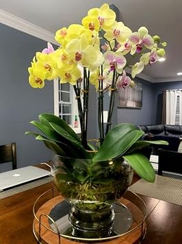 Yellow Phalaenopsis Flower seeds for Planting - Garden Favorite, Heirloom & GMO Free Seeds for Home Garden
Sale for planting in home garden.