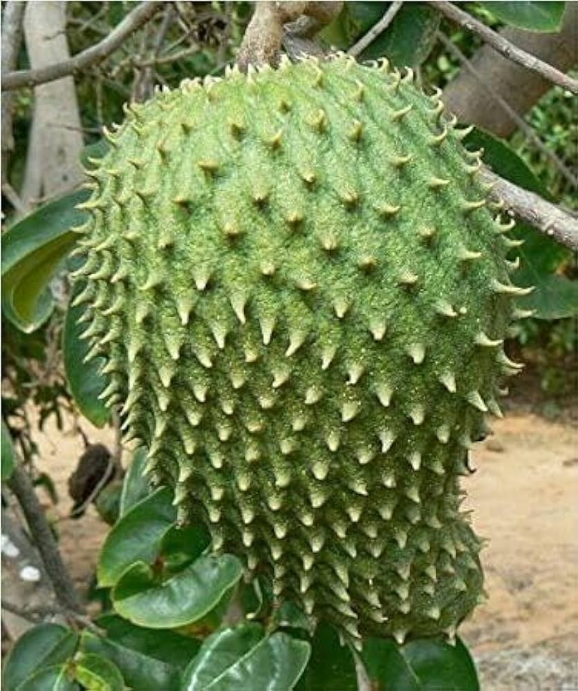 Tropical Soursop Seeds for Planting - Green & White Fruit