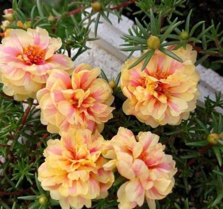 Cream Portulaca Flower seeds for Planting - Compact Growth, Heirloom & GMO Free Seeds for Home Garden