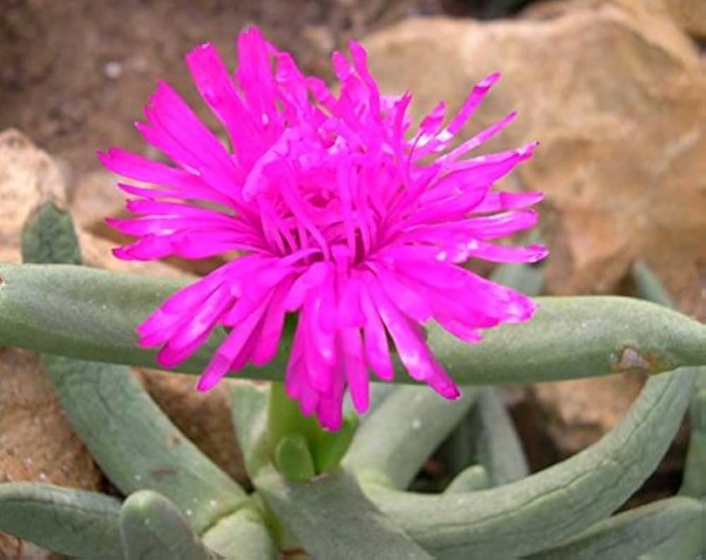 Pink Namaquanthus Flower seeds for Planting - Vibrant Colors, Heirloom & GMO Free Seeds for Home Garden
