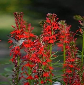Cardinal Flower seeds for Planting - Fragrant Blossoms, Heirloom & GMO Free Seeds for Home Garden
Sale for planting in home garden.