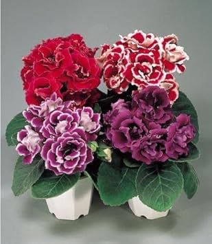 Gloxinia Mixed Flower seeds for Planting - Cut Flower Favorite, Heirloom & GMO Free Seeds for Home Garden
Sale for planting in home garden.