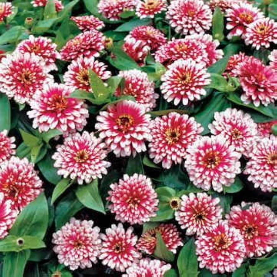 Vibrant White Pink Zinnia Planting Seeds For Your Garden Flower